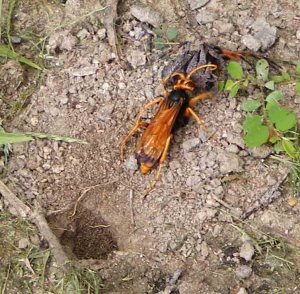 Priocnemis bicolor - Prey at nest - SJ- Feb10