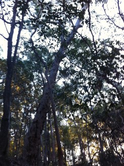 Koala - Barry - Shire Rd entry to reserve 20.6.11 014