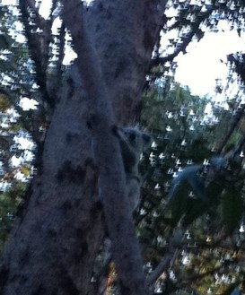 Koala - Barry - Shire Rd entry to reserve 20.6.11 close