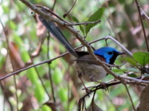 Malurus lamberti - male - 9 Nov 11