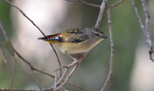 Female - Spotted Pardalote - Photo A Kittila