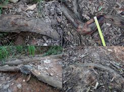 Damaged roots - July 12