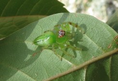 Northern Jumping Spider close - 24 Oct 12