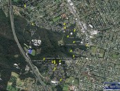 Koala sightings