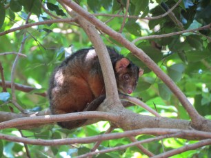 Ringtail Possum Pseudocheirus pereginus