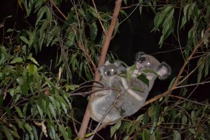 Koala and Joey - Fox Gully wildlife corridor