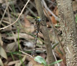 Dragonfly - 5 Jan 13