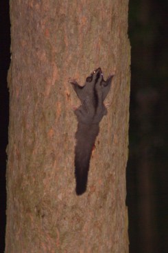 Squirrel Glider - A Moore - 21 March 11
