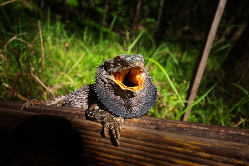 Bearded Dragon - Mar 2013 - Alan Moore