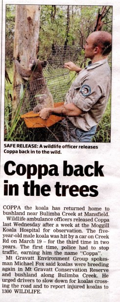 Coppa back in the trees - 10 Apr 2013