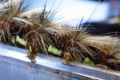 Anthela canescens - feet close - 8 June 2013