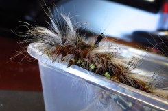 Anthela canescens - feet & prolegs - 8 June 2013