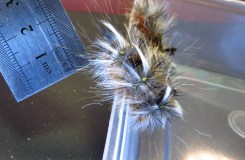 Anthela canescens - wiskers - 8 June 2013