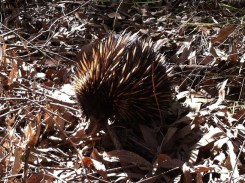 Echidna - Demmers - 24 June 2013