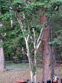 Kookaburra family - 15 Feb 2014