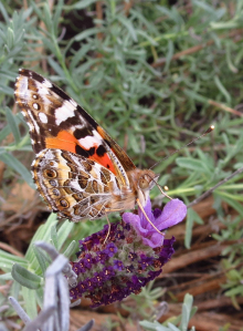 Australian Painted  Lady - 14 Sept 2013