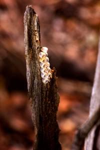 Common Gum Tree Shield Bug - egg capsules - 24 March 2014