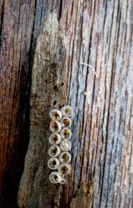 Common Gum Tree Shield Bug Egg sacs close - 25 Mar 2014