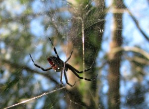 Cyrtophora moluccensis - Jan10