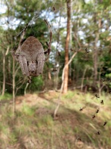 Gardern Orb Weaver - 29 March 2014