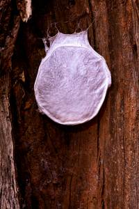 Grey Huntsman egg sac - 25 March 2014