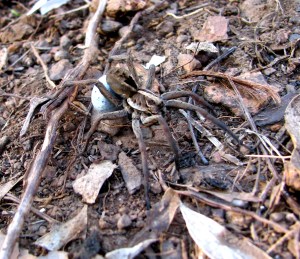 lycosa - with egg sac - Sept08