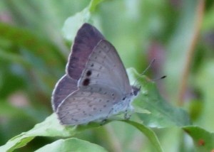Small Dusky-blue - 2 March 2014