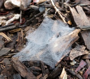 Spider web - 29 March 2014