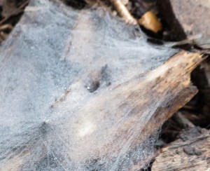 Spider web - hole - 29 March 2014