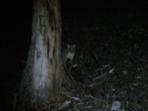 Brushtail Possum