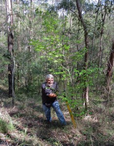 Removing Chinese Elm with Treepopper