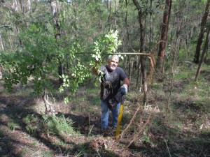 Chinese Elm with extensive root system