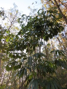 Source of infection - mature Umbrella Tree