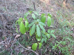 Cluster of young Umbrella Trees