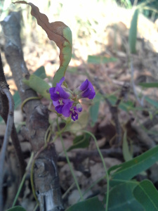 Native Sarsaparilla Hardenbergia violacea