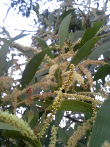 Beetles enjoying the abundance of wattle flowers 