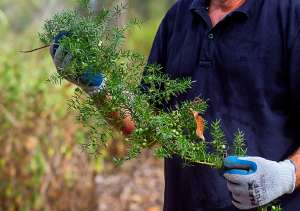 Asparagus Fern - seeds - close - 3 June 2014 - Alan Moore