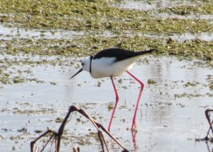Black-winged Stilt - 20 June 2014