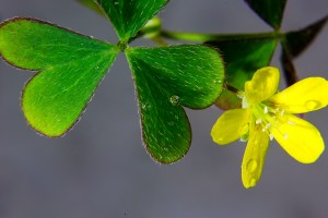 Oxalis chnoodes 4 - 3 July 2014 - Alan Moore