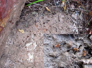 Black-headed Strobe Ants - composite - 23 Aug 2014