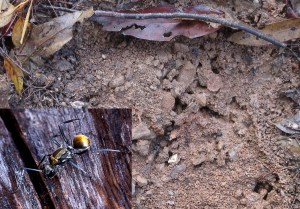 Golden-tailed Ant nest - 23 Aug 2014