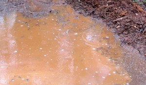 Mia & Camilla - Griffith Mates insert - 23 Aug 2014