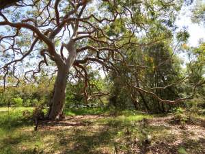 Clive Park - tree - 2 April 2013