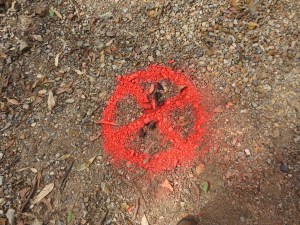 Dog off - 9 Oct 2014