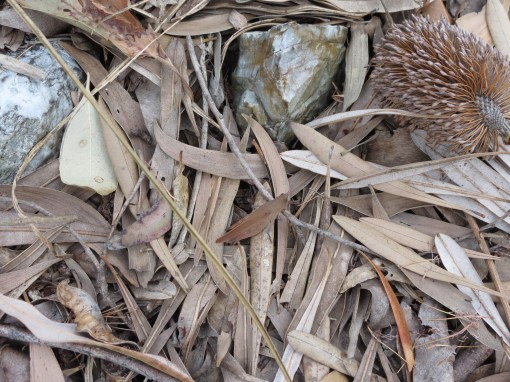 Goniaea opomaloides - 9 Oct 2014