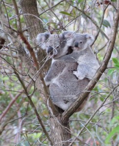 Koala Mum & Joey