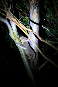 Koala3 - male - Alan Moore - 7 Oct 2014