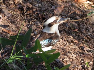 Kookaburra - 15 Oct 2014