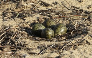 Masked Lapwing nest with camouflaged eggs