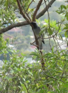 Coracina novaehollandiae - 22 Nov 2014